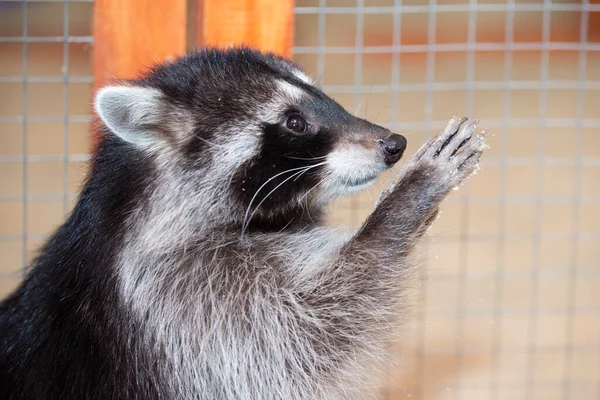 stock image Funny raccoon in the petting zoo.