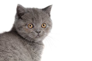 Beyaz bir arka planda İngiliz bir kedinin şirin ağızlığı. Sarı gözlü gri kedi yavrusu.