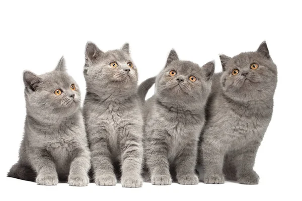 Los Gatitos Son Pequeños Cuatro Gatitos Británicos Aislados Sobre Fondo — Foto de Stock