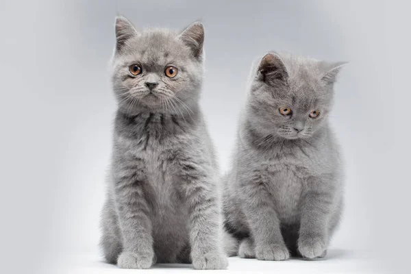 Dwa Małe Niebieskie Brytyjskie Kociaki Wieku Dwóch Miesięcy Szarym Tle — Zdjęcie stockowe