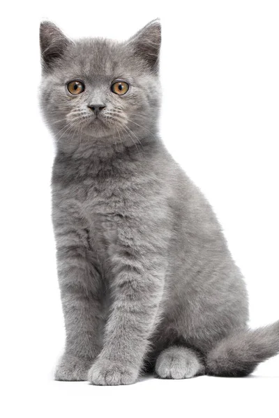귀엽고 고양이 카메라를 바라본다 배경에 고립됨 — 스톡 사진