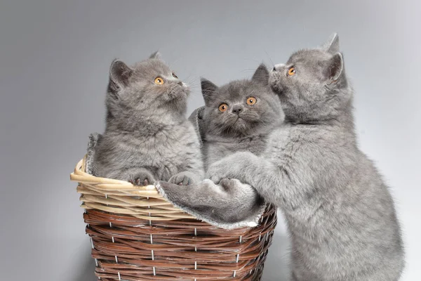 灰色の背景のウィッカーバスケットに3つの青の英国の子猫 可愛い猫たち — ストック写真