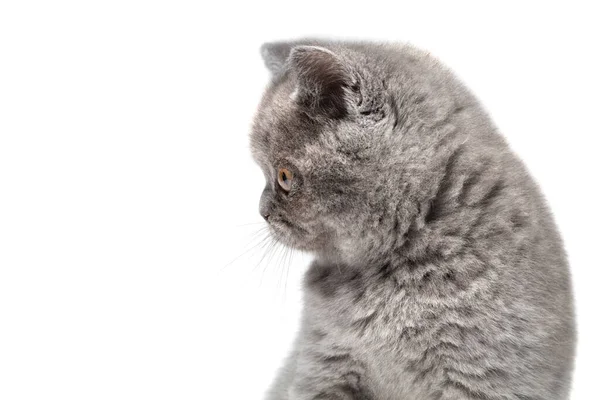 Mały Kotek Spogląda Stronę Pustego Miejsca Kot Zbliżeniowy Kaganiec Profilu — Zdjęcie stockowe