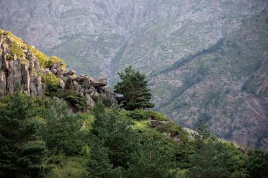 Kozalaklı ağaçlı kayalık dağlar.