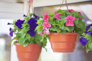 Asılı saksılarda çok renkli şehir petunyası çiçekleri.