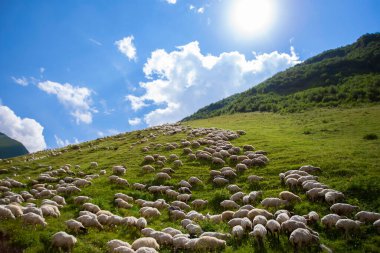 Herds of sheep graze on the slopes of the mountains against the blue sky.