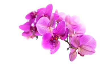 Beyaz arkaplanda izole edilmiş pembe orkide çiçekleri.
