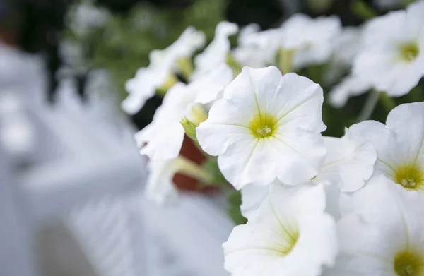 Grandes Flores Petúnia Urbana Branca — Fotografia de Stock