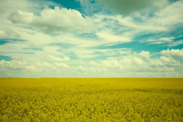 Vintage Fairy Tale Landscape Yellow Rapeseed Field Background Emerald Cloudy — Stock Photo, Image