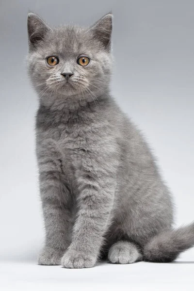 美丽的蓝色英国雪碧猫在浅灰的背景与聪明的外观 这只小猫长得漂亮 有一双黄色的眼睛 — 图库照片