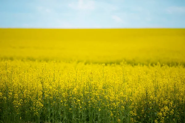 Žlutá Řepka Kvetoucí Pole Proti Modré Oblačné Obloze — Stock fotografie