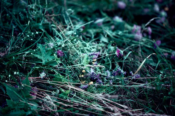 Fond Sombre Herbe Vert Foncé Fleurs Sauvages — Photo