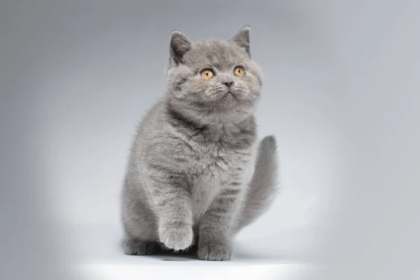美丽的蓝色英国山猫 背景浅灰色 姿势活泼 长相聪明 这只猫在玩笑话 — 图库照片