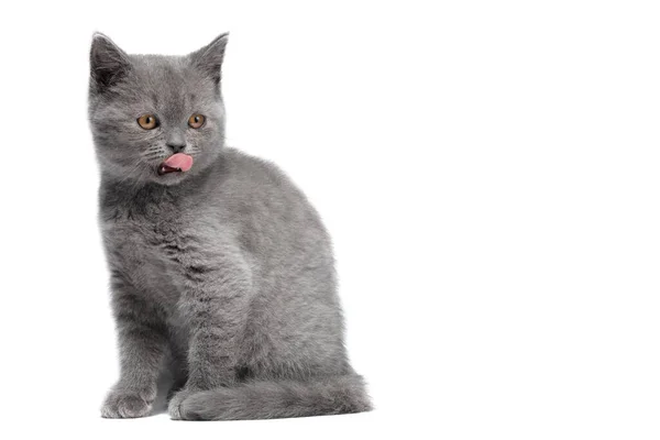 Lustiges Britisches Kätzchen Mit Zunge Lecker Auf Weißem Hintergrund Vorderansicht — Stockfoto