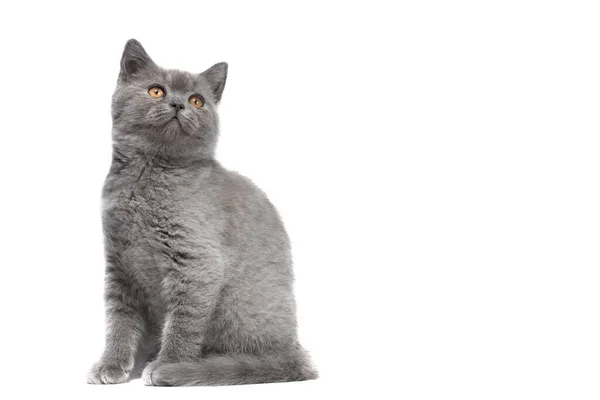 귀엽고 고양이 카메라를 바라본다 배경에 고립됨 — 스톡 사진