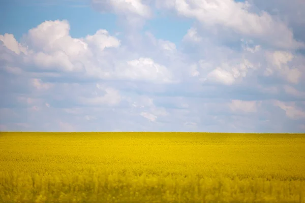 Gele Koolzaad Bloeiende Veld Tegen Een Blauwe Bewolkte Hemel — Stockfoto