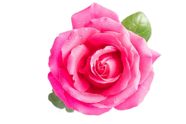 Rosa Rosa Con Foglie Verdi Primo Piano Sfondo Bianco — Foto Stock