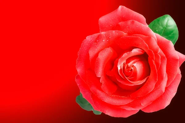 Rosa Rossa Fiore Isolato Sfondo Rosso Bellissimo Primo Piano Una — Foto Stock
