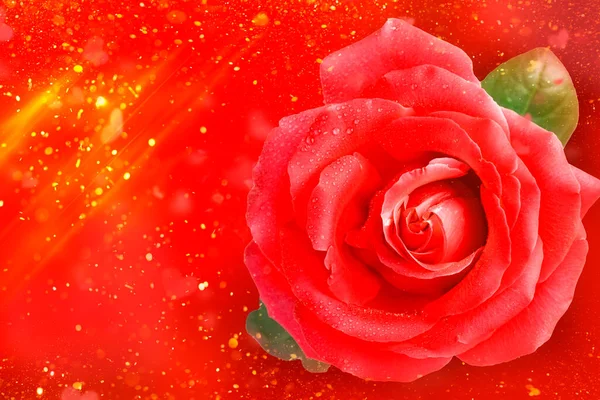 红色玫瑰花 背景为红色 呈金黄色 美丽的红玫瑰特写 爱情的象征 情人节卡片边框设计与空间为您的文字 情人节 — 图库照片
