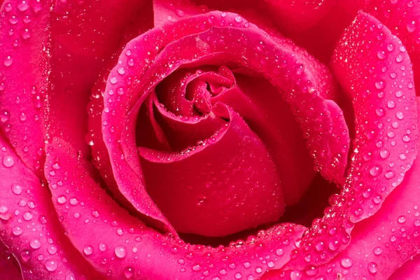 Fiore Rosa Rossa Vicino Sfondo Bella Rosa Rossa Scura Primo — Foto Stock