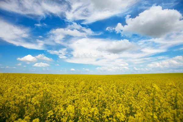 Rapeseed Yellow Field Blue Sky — Stock Photo, Image