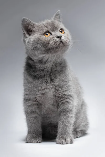 美丽的蓝色英国雪碧猫在浅灰的背景与聪明的外观 这只小猫长得漂亮 有一双黄色的眼睛 — 图库照片