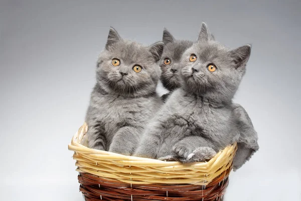 Three Small Blue British Kittens Wicker Basket White Background Funny — Stock Photo, Image