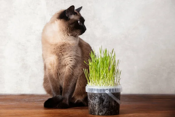 stock image Home cute siamese cat with green grown grass. Cats eat grass.