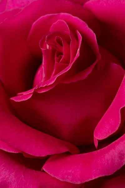 Red Rose Flower close up background. Beautiful Dark Red Rose closeup. Symbol of Love. Valentine card design