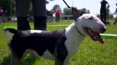 Köpek gösterisinde pitbull teriyeri tasma takar..
