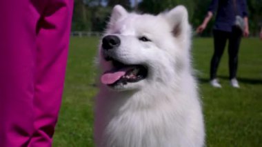 Samoyed köpeği, hanımefendiyle bahçede oynuyor..