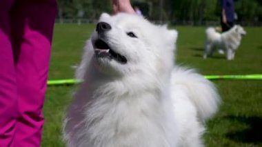 Samoyed köpeği, hanımefendiyle bahçede oynuyor..