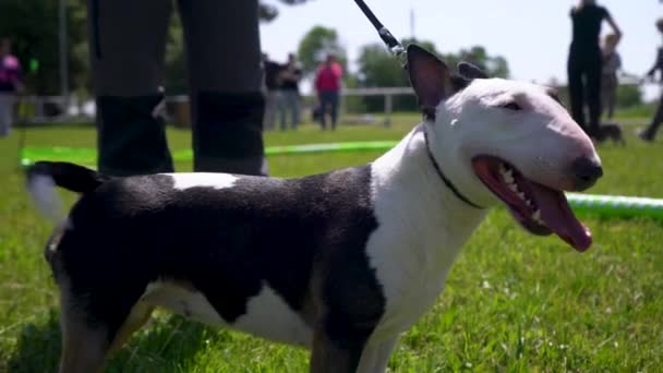 Pit Bull Terrier Está Uma Coleira Show Cães — Vídeo de Stock