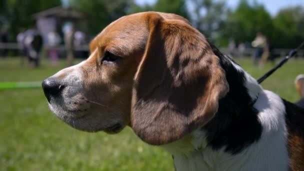 Beagles Huvud Sniffar Luften Med Nosen Beagle Dog Leker Gräset — Stockvideo