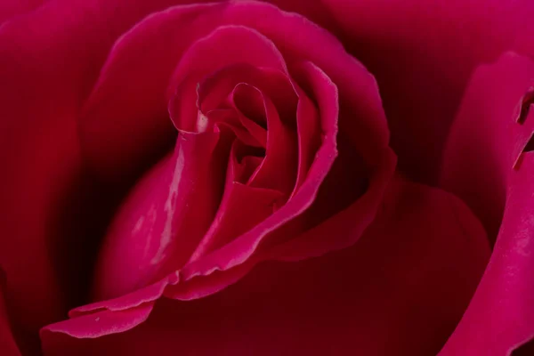 Цветок Красной Розы Красивая Темная Красная Роза Крупным Планом Символ — стоковое фото