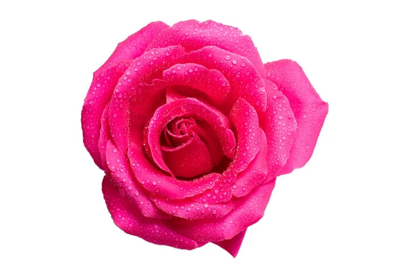 Розовая Роза Капли Росы Крупным Планом Белом Фоне — стоковое фото