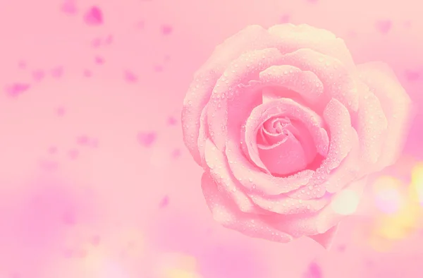 Розовый Цветок Розовый Цветок Розы Праздничном Фоне Красивая Большая Роза — стоковое фото