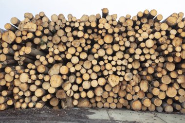 Ahşap fabrikasında ahşap kütükler. Doğal ahşap işleme endüstrisi. Kereste ve kütük satışı.