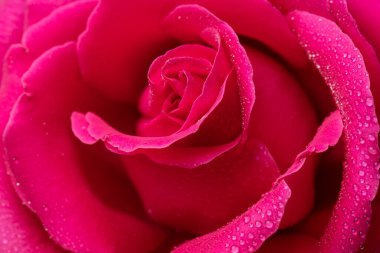 Kırmızı Gül Çiçeği, arka planı kapat. Güzel Koyu Kırmızı Gül yakın plan. Aşkın sembolü. Sevgililer Günü kartı tasarımı