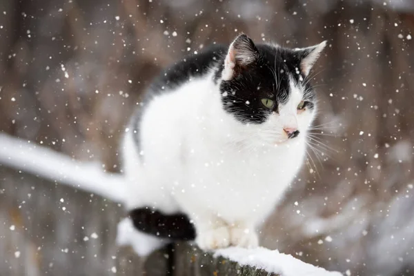 Uliczny Kot Siedzi Gałęzi Zimowy Dzień Czeka Ktoś Nakarmi — Zdjęcie stockowe