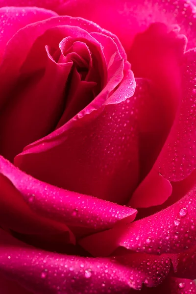 Fiore Rosa Rossa Vicino Sfondo Bella Rosa Rossa Scura Primo — Foto Stock