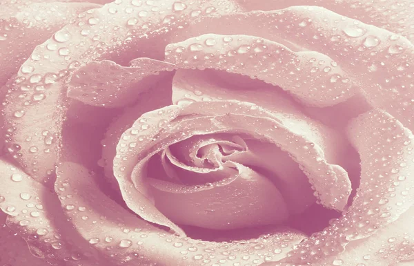 Chiudi Tenerezza Rosa Rosa Sfondo Floreale Stile Soft Color Sfocatura — Foto Stock