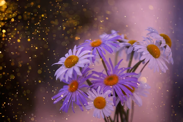 夕日の光の中で繊細なフィールド紫色の花 黄金のほこりスポットボケ 自然生態学的背景 花の咲き方 — ストック写真