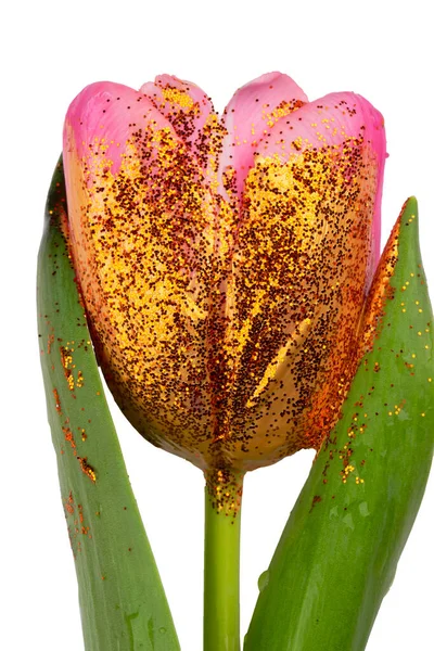 Gyönyörű Virág Borított Arany Festék Egy Fehér Háttér Arany Tulipán — Stock Fotó