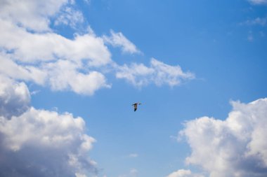 Mavi gökyüzü, beyaz uçan bulutlar ve süzülen bir kuş.
