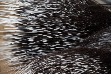 Kirpinin tüylü kuyruğundan çıkan doku..