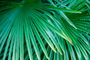 Tropik palmiye yaprakları. Çiçeksel egzotik geçmiş.