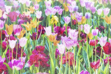 Kağıt bir arka planda çok renkli çiçek laleleri. Çiçekli yaz arkaplanı.