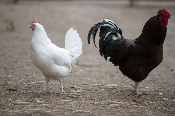 A hen and a rooster walk on the farm.