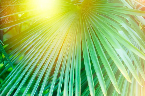 Tropical Palm Leaf Sun Floral Exotic Background — Stock Photo, Image